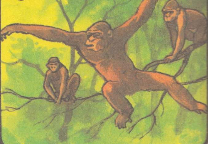 Обезьяноподобные существа, отдаленные предки человека, жили на деревьях и питались сочными плодами